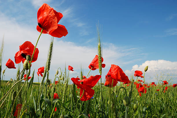 poppy campo close-up - foto de acervo