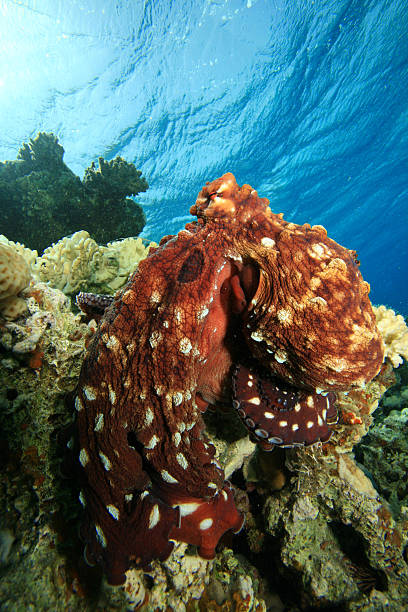 octopus briareus - day octopus imagens e fotografias de stock