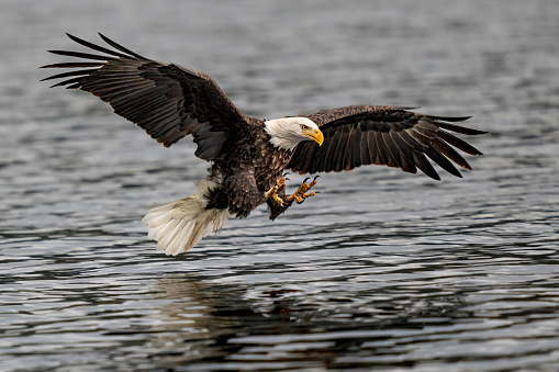 A majestic bald eagle dives for a fish at lake Coeur d'Alene.