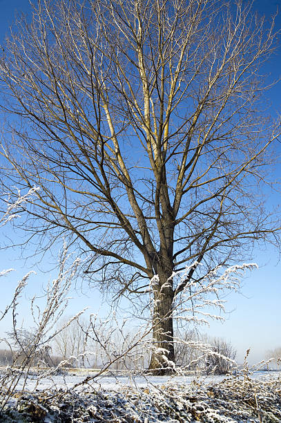 Bare tree in winter stock photo