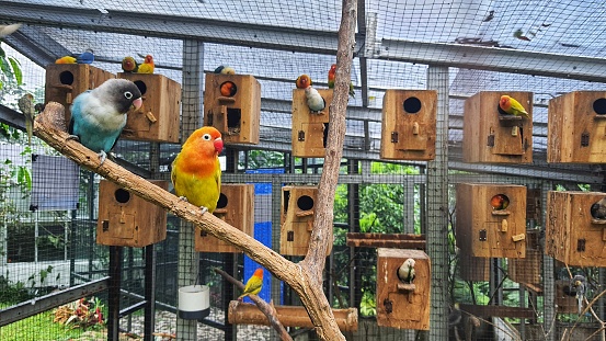 A couple of love bird perched on the branch inside cage