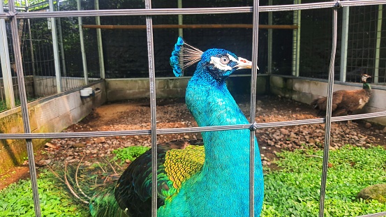 Close up of green male peacock bird kept in cage
