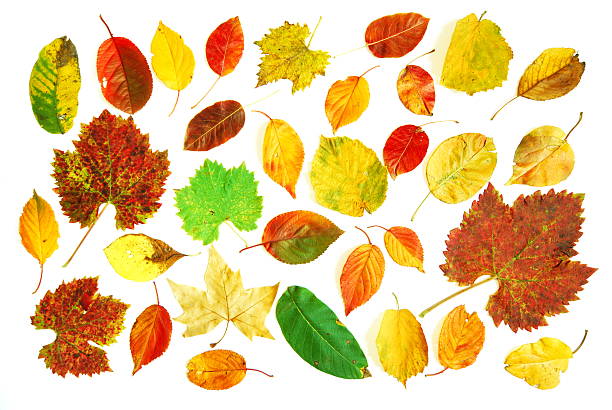 Large variety of leaves stock photo