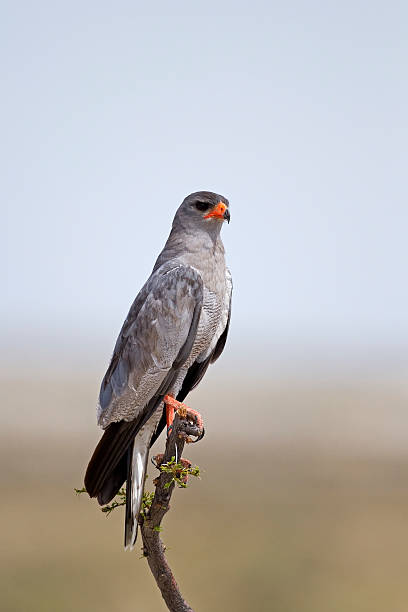 istock Southern Pale Chanting Goshawk 176953222