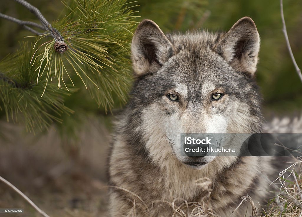 Intense Timber Wolf Sits Under Pine Stock Photo - Download Image Now - Gray  Wolf, Wolf, Animals Hunting - iStock