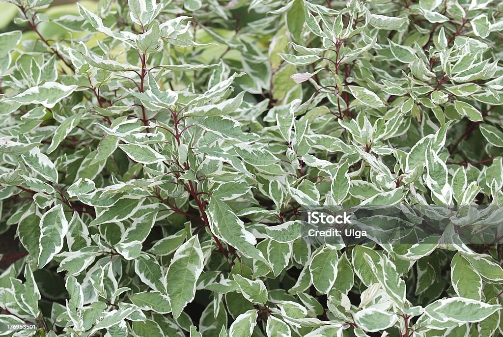 Dogwood plant Dogwood plant background Backgrounds Stock Photo