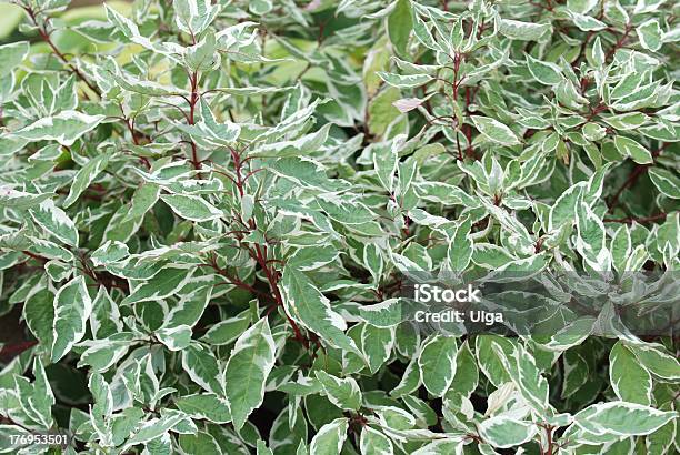 Dogwood Plant Stock Photo - Download Image Now - Backgrounds, Botany, Branch - Plant Part
