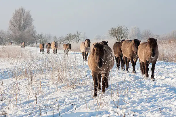 "Konik horses (Oostvaardersplassen, the Netherlands)"
