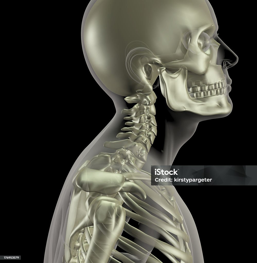 Bộ Xương Nam Với Xương Cổ Cận Cảnh Hình ảnh Sẵn có - Tải xuống ...