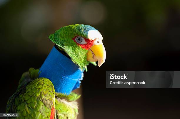 Parrot Kleiner Fältchen Über Revitalisierungsanwendungen Eine Nacken Verletzungen Stockfoto und mehr Bilder von Papagei