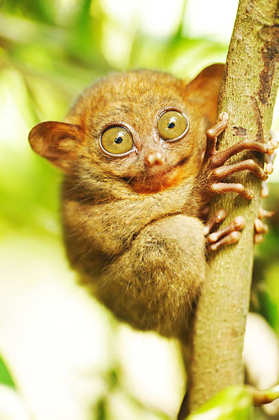 Tarsier Tarsier monkey in natural environment bohol photos stock pictures, royalty-free photos & images