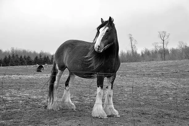 Majestic Clydesdale horse stands in a foggy field wind blows through mane. Black and white