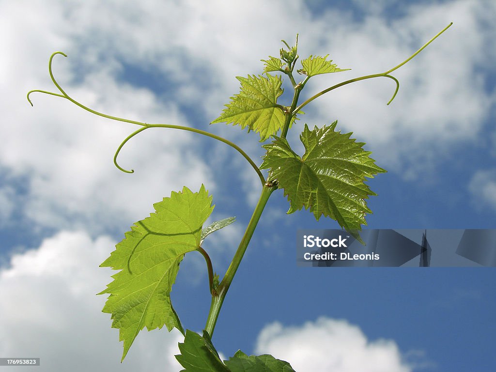 grapevine - Foto de stock de Agricultura libre de derechos