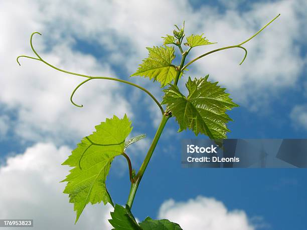 Grapevine Foto de stock y más banco de imágenes de Agricultura - Agricultura, Aire libre, Azul
