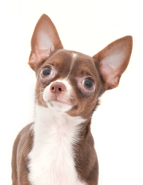 istock Chocolate with white chihuahua portrait 176954174