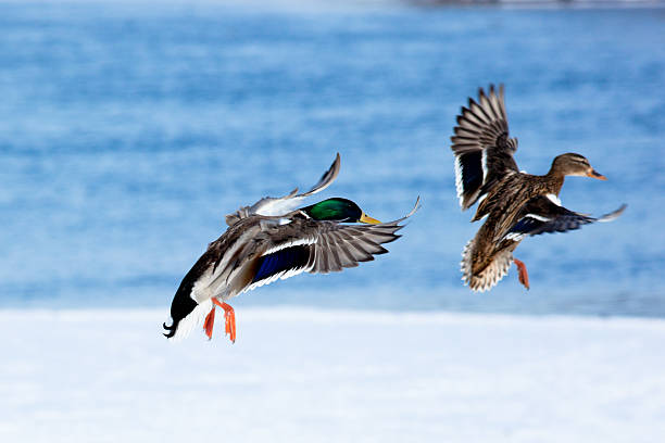 istock Mallard, Anas platyrhynchos 176954237