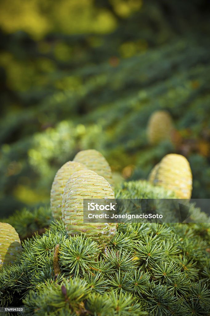 Pine cones on a Cedar of Lebanon branch under a nice sunset light, close up. Canon EOS 5D MarkII Backgrounds Stock Photo