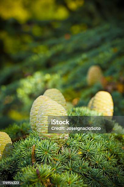 Pine Cones On A Cedar Of Lebanon Branch Stock Photo - Download Image Now - Backgrounds, Branch - Plant Part, Cedar Tree