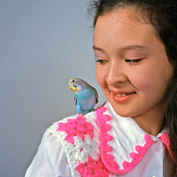 Pet parakeet stock photo