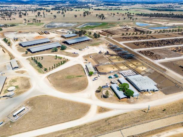 istock Rangers Valley Feedlot, Australia 1769551478