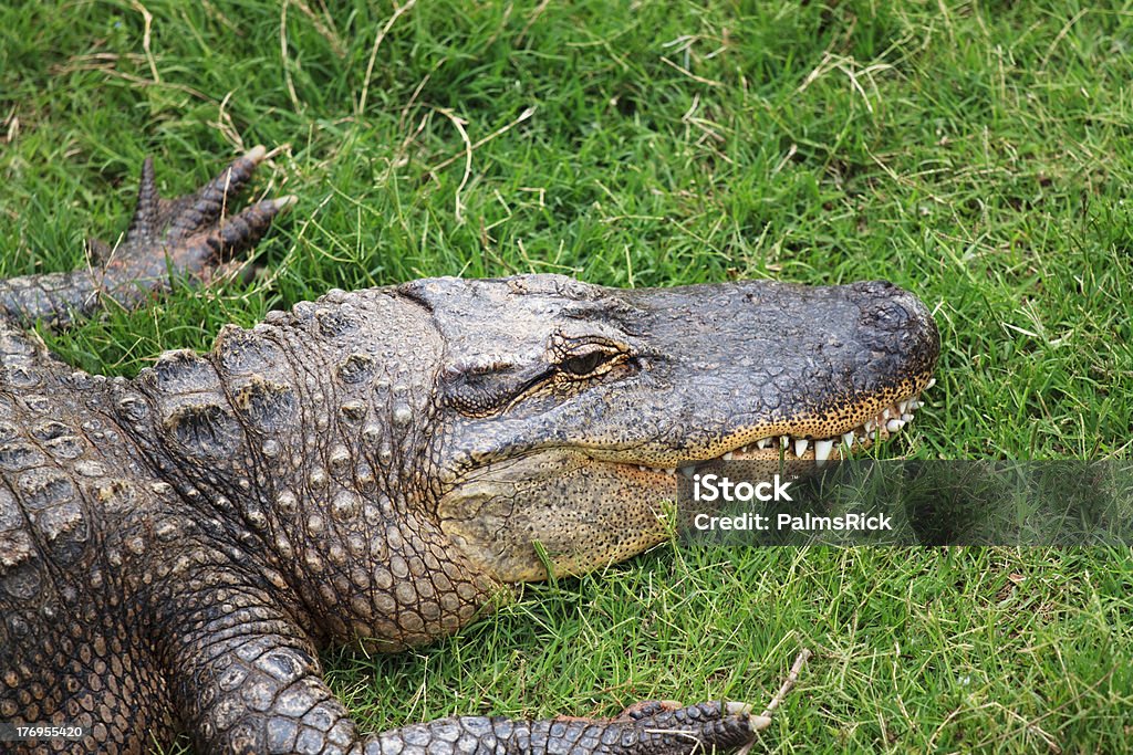 Ruhen Alligator - Lizenzfrei 2000-2009 Stock-Foto