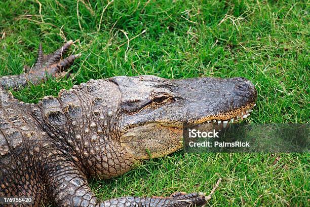 Ruhen Alligator Stockfoto und mehr Bilder von 2000-2009 - 2000-2009, 21. Jahrhundert, Alligator
