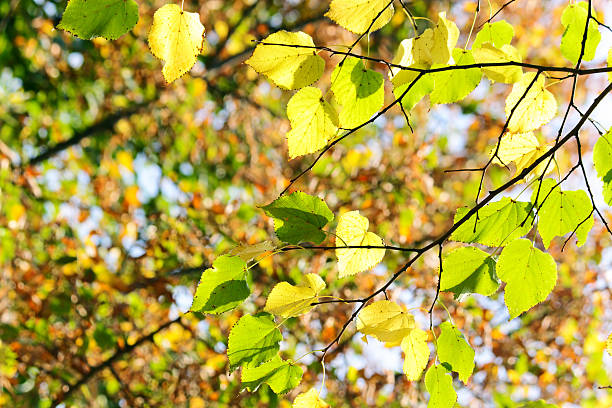 istock Autumn, colorful leaves 176955434