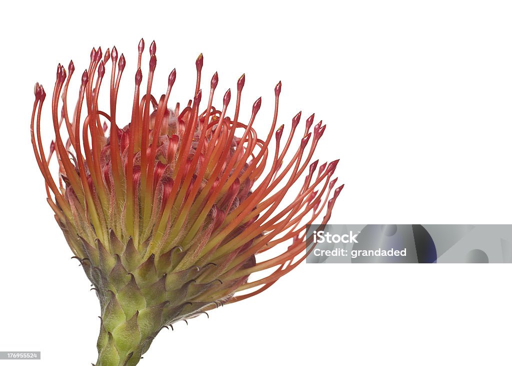Leucospermum Flower - Zbiór zdjęć royalty-free (Bez ludzi)