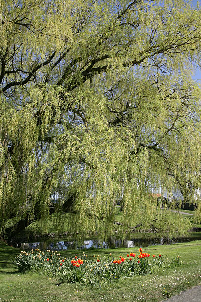 istock old weeping willow with tulips at a small pond 176955531