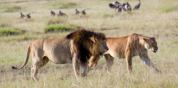 istock Pair of African lions 176955889
