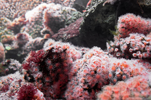 istock Sea anemones 176956217