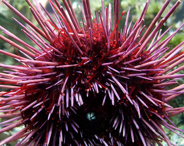 istock Sea urchin detail 176956231