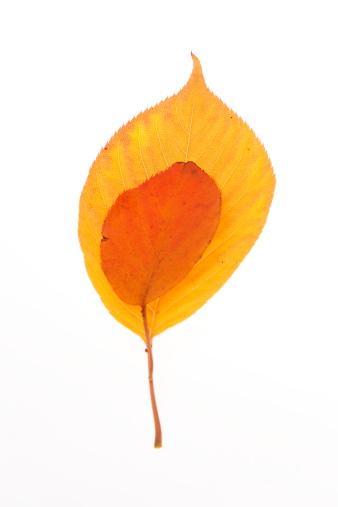 Autumnal superposed hojas photo