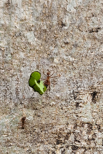Another ant follows behind, without a leaf