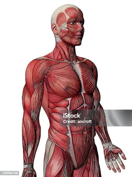 Músculos De Anatomía Humana Vista Lateral Foto de stock y más banco de imágenes de Abdomen - Abdomen, Abdomen humano, Anatomía