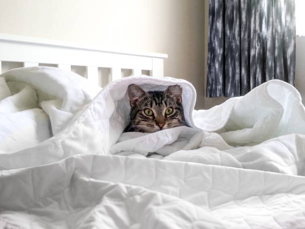 istock Cheeky tabby cat kitten curled up under the sheets of a bed sleeping. 1769568449