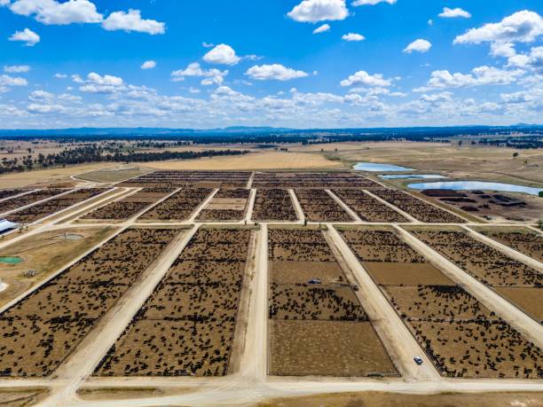 Rangers Valley Feedlot, Australia Aerial View taken at Rangers Valley Feedlot, New South Wales, Australia cattle pen stock pictures, royalty-free photos & images
