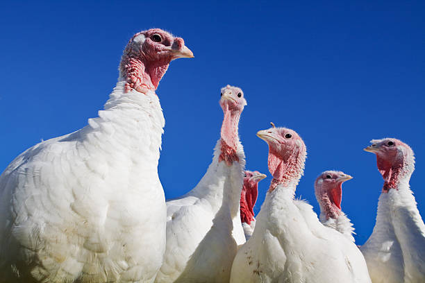 Six turkeys against a blue sky