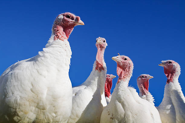 Six turkeys against a blue sky several farm turkeys in a apparent size order against a blue sky. turkey bird stock pictures, royalty-free photos & images