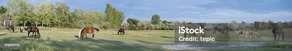 Panorama di un Cortile per cavalli - Foto stock royalty-free di Cavallo - Equino