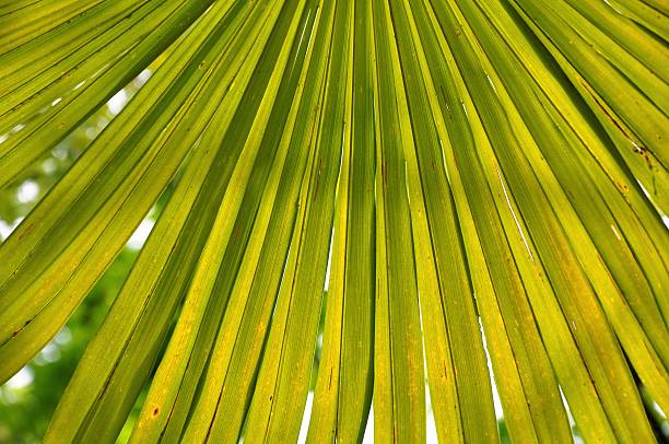 Palm tree leaf backgrounds stock photo