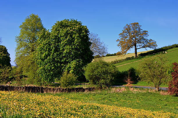 istock Field of Dandelions 176957318