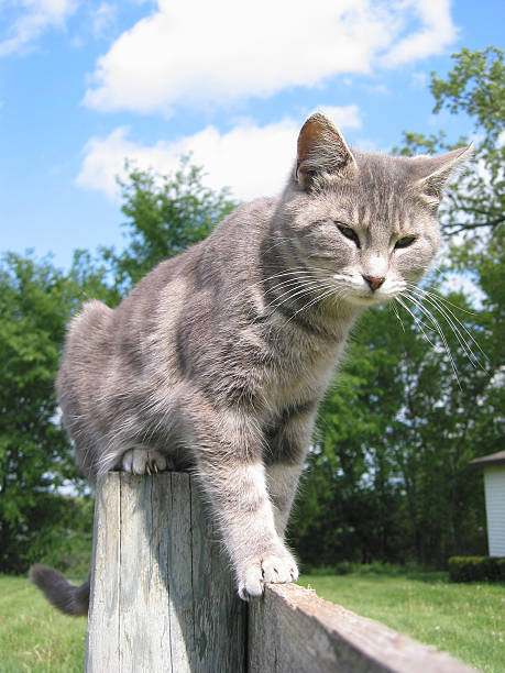 istock Cat on the Fence 176957664