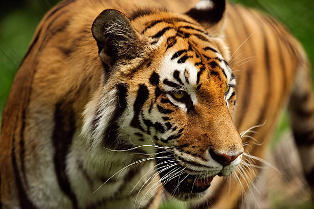 istock Frontal view of a Bengal tiger in horizontal perspective 176957785