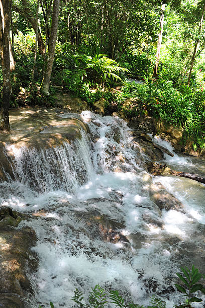 dunn воды падает на ямайке. - waterfall tropical rainforest water jamaica стоковые фото и изображения