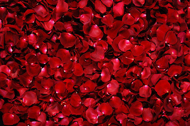 Pile of dark red rose petals with white tips stock photo