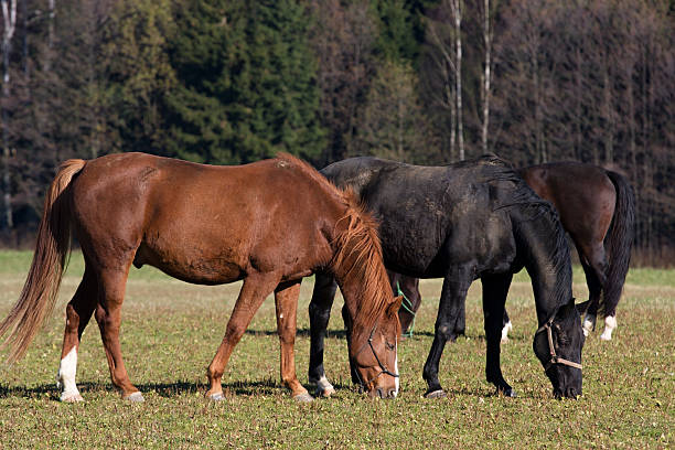 istock Horses in the meadow 176958025