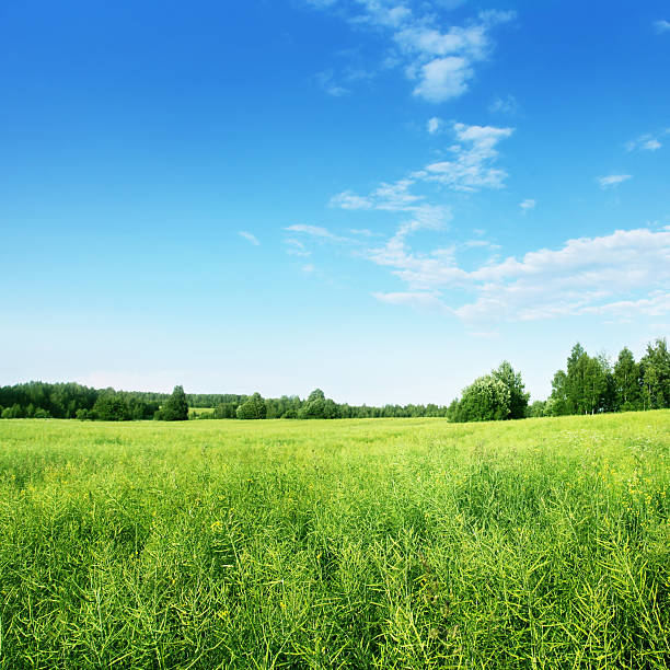 istock Green field on summer day. 176958170