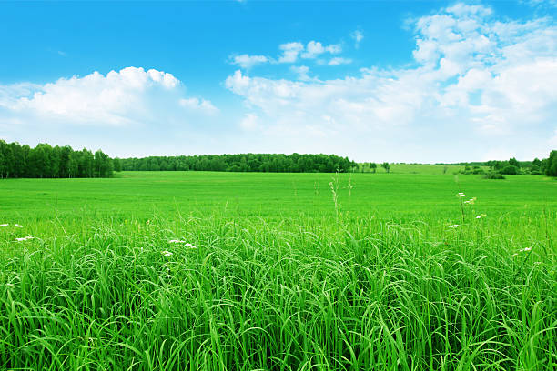 istock Green field and blue sky. 176958180