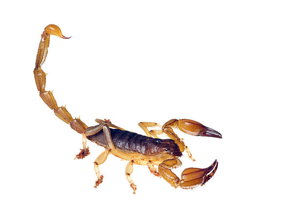 Giant forest scorpion (Heterometrus laoticus) on white background. Heterometrus sp. are the tropical forest scorpion.